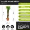 Geflochtene Weide 130 cm - Geflochtener Weidenbaum | Produktbild-Vorschau 2