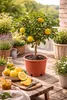 Plante de yuzu (Citrus x junos) 70-100 cm, résistante au Voir les images du produit 1