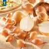 Kiepenkerl  Wintersteckzwiebel Shakespeare Allium cepa 50 Produktbild-Vorschau 4