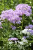 Thalictrum aquilegifolium, Akeleiblättrige Wiesenraute, ca. Produktbild-Vorschau 1