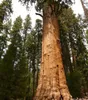 Mammutboom (Sequoiadendron giganteum) - 20 stuks Productafbeelding-voorbeeld 1