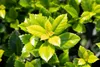 Ilex meserveae 'Heckenfee', ostrokrzew, zimozielony, 40-50 Podgląd zdjęcia produktu 8