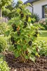 Ribes nero 'Ben Sarek', altezza 50-70 cm – *Ribes nigrum*, Anteprima dell’immagine prodotto 3