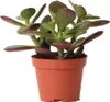 Kolibri Greens | Groene Pflanze - Sukkulente Crassula Ovata Produktbild-Vorschau 13