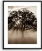 Gerahmtes Poster - Schwarzer Rahmen - Baum Feld Natur - Produktbild-Vorschau 1