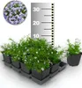 A tray of potted plants with a ruler in the background. Produktbild-Vorschau