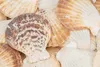 Pecten radula 0,5 kg, 5-7 cm – Ansicht 2 Produktbild-Vorschau