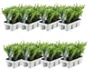Plants by Frank | 48 Stechpalme Pflanzen | Ilex Crenata Produktbild-Vorschau 1