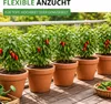Chili Early Jalapeno Samen - Capsicum annuum - Chilisamen - Produktbild-Vorschau 6
