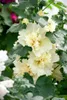 Alcea x hybrida 'Parkallee', Stockrose, rosa, ca. 11x11 cm Produktbild-Vorschau 2