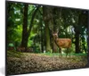MuchoWow® MuchoWow® Gerahmtes Poster Rotwild - Wald - Tier Produktbild-Vorschau 1