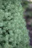 Picea glauca 'Conica', Zuckerhutfichte, kompakt, 20–30 cm Produktbild-Vorschau 11