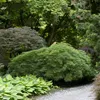 Bloomique - Acer Palmatum Dissectum - Japanischer Ahorn - Produktbild-Vorschau 1