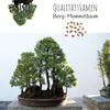 Außergewöhnliche Bonsai Samen mit hoher Keimrate - Pflanzen Produktbild-Vorschau 2