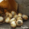100 cibuliek Muscari Armeniacum (XXL veľkosť cibule 9/10 Náhľad obrázku produktu 10