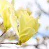 Magnolie Fiume Giallo 2L Anteprima dell’immagine prodotto 3