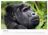 UGANDA - Berggorillas & Chimps (Wandkalender 2027 DIN A4 Produktbild-Vorschau 4