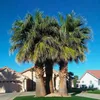 Semená palmy - Washingtonia Filifera - balenie 3 ks - Náhľad obrázku produktu 7