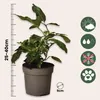 A potted plant with care icons and a ruler. Podgląd zdjęcia produktu