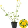 Bloomique - Caltha palustris - Kaczeńce błotne - Rośliny do Podgląd zdjęcia produktu 1