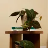 Bloomique - Philodendron Scandens Micans - Roślina Podgląd zdjęcia produktu 2
