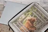 MuchoWow® Laptop Hülle 17 Zoll Laptoptasche Schottischer Produktbild-Vorschau 4