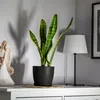 A snake plant in a black pot sits on a white dresser next to an angel figurine and a lamp. Produktbild-Vorschau