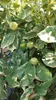 Sunny Tree – drzewko cytrynowe Tiger Lemon, ozdobne drzewko Podgląd zdjęcia produktu 6