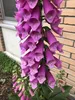 6 x  Digitalis purpurea - Fingerhut - Topf 9x9 cm Produktbild-Vorschau 1