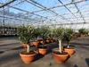 Olivenbaum Bonsai 70 - 90 cm Formgehölz, Olive winterhart, Produktbild-Vorschau 7