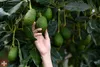A hand reaching for avocados on a tree. Anteprima dell’immagine prodotto