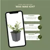 Plants by Frank | 48 Zwergmispel Pflanzen | Cotoneaster Produktbild-Vorschau 5