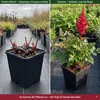Stauden Gänge 3 x Astilbe arendsii 'Astary Red' im 0,5 Produktbild-Vorschau 5