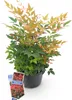 Nandina Gulfstream - Orange - Feuillage persistant - Peu Voir les images du produit 2