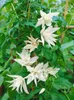 Clematis alpina, Alpen-Waldrebe, blau, 40–60 cm Produktbild-Vorschau 2