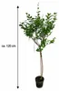 Zwergflieder Stamm Syringa meyeri Palibin 120 cm | Produktbild-Vorschau 5