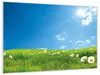 Wallario Wandbild Sommerwiese - Weiße Gänseblümchen vor Produktbild-Vorschau 2