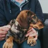 Hunter Halsband Swiss, Hund, Standardkragen, Schwarz, Produktbild-Vorschau 14