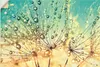ARTland Wandbild, selbstklebend Pusteblume Tropfenmagie Produktbild-Vorschau 1