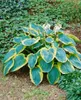 Hosta sieboldiana 'Frances Williams', Funkie, grün-gelb, Produktbild-Vorschau 2