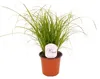 Trawa dla kotów 25-30 cm Cyperus Zumula do wspomagania Podgląd zdjęcia produktu 2