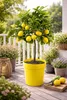 Vier-Jahreszeiten-Zitrone 80–100 cm – Citrus limon Produktbild-Vorschau 1