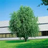 Salix matsudana 'Tortuosa', Korkenzieher-Weide, 60–100 cm Produktbild-Vorschau 11