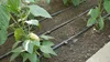 DSWWM50-SET1 Gartenschlauch 50 m Produktbild-Vorschau 5