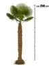 Palme Hanfpalme Trachycarpus Fortunei ca. Höhe: 250cm - Produktbild-Vorschau 3