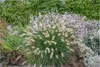 Stauden Gänge 1 x Pennisetum alopecuroides 'Little Bunny' Produktbild-Vorschau 1