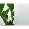 A close-up of a green plant with a frosted glass-like background. Produktbild-Vorschau