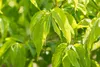 Heptacodium miconioides, Sieben-Söhne-des-Himmels, 60–80 cm Produktbild-Vorschau 10