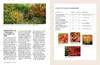 Kleine Bäume für den Garten Produktbild-Vorschau 10