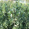 2 plants de houx (Ilex meserveae 'Blue Prince') | 40-60 cm, Voir les images du produit 2